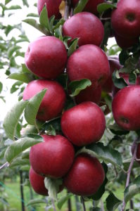 Wiltons Star, Red Jonaprince Select